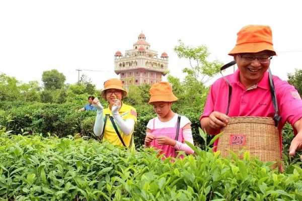 茶园最新招聘，探索职业新机遇，共铸绿色未来之梦